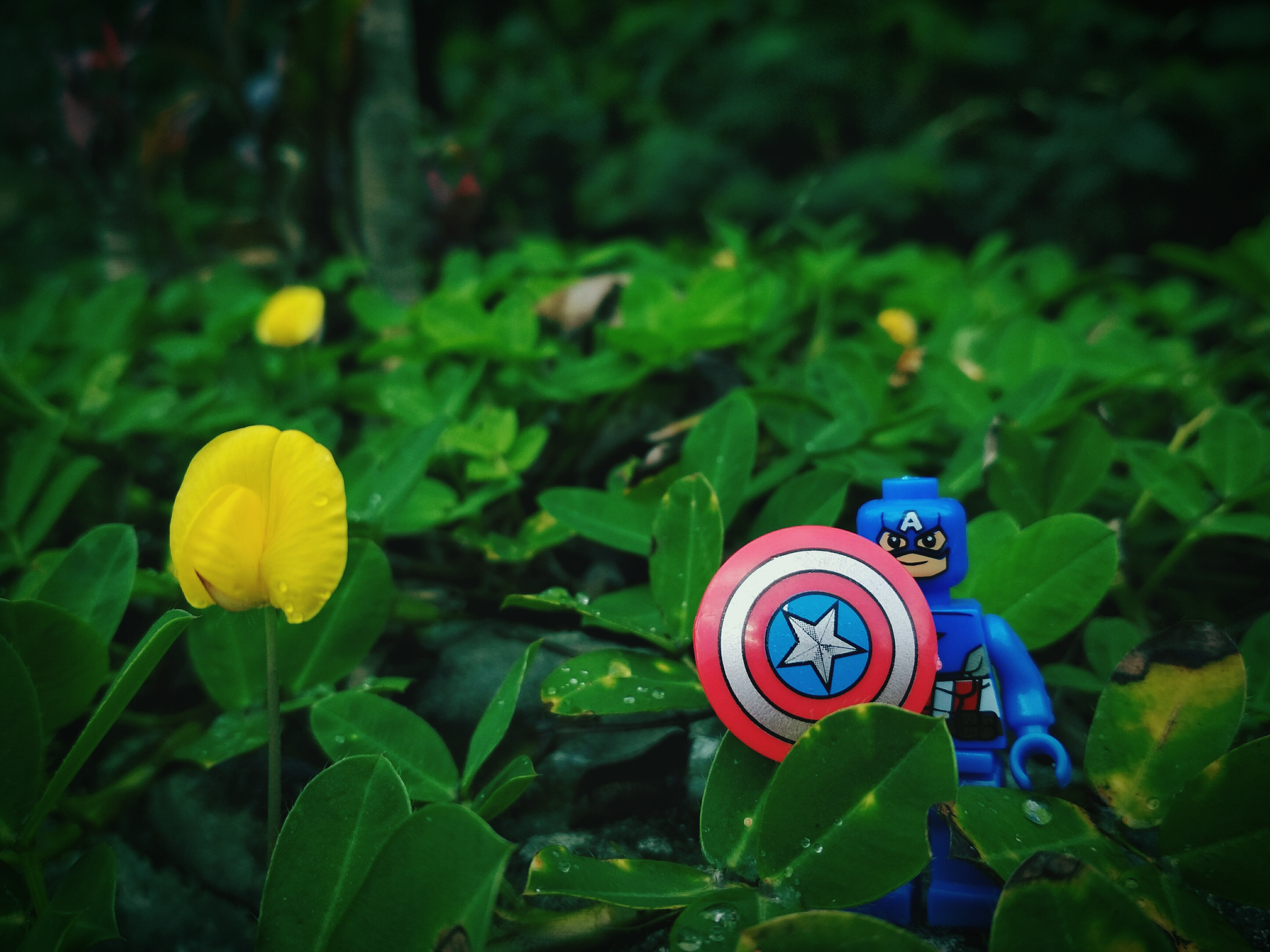 Die Lego-Figur von Captain America (bekannt aus dem gleichnamigen Marvel-Film) steht in einem Blumenbeet neben einer leuchtend gelben Blume und streckt entschlossen ihr Schild nach vorne.